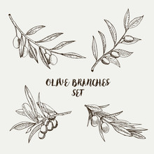 Graphic Olive Branches Set. Vector Illustration For Labels, Packs, Emblems And Logo Design.