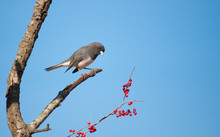 Dark-eyed Junco, Junco Hyemalis, Perched In A Possumhaw Tree Against Clear Blue Sky, Looking At Red Berries To Eat