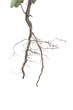 © Gudellaphoto - Plant roots closeup