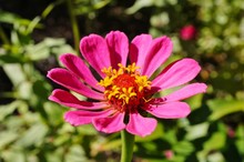 Close-up Of An Pink Zinnia Flower In Bloom