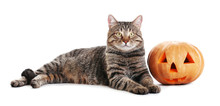 Cute Tabby Cat With Halloween Pumpkin On White Background