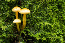 Close Up Photo Of A Wild Mushroom On A Mossy Tree Trunk In The L