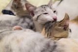 Fototapeta Koty - mother cat breastfeeding