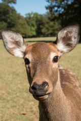 Sika Deer