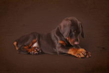 Cute Brown Doberman Puppy With Big Paws And Ears Lying In The St