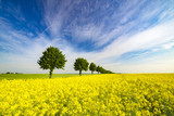 Fototapeta  - wiosenne pole,zielone zboże,zielone drzewka,błękitne niebo