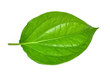 Green betel leaf heart shape isolated on white