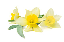 Yellow Daffodils Isolated On A White Background