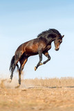 Fototapeta Konie - Bay horse rearing up on pasture