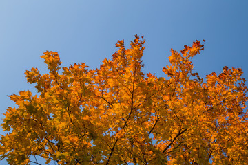 Wall Mural - Beautiful red autumn maple leaves on the tree branches in sunset light. Blue sky background. Focus point on the branch tops.