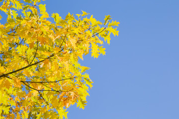 Wall Mural - Beautiful colorful oak leaves on the tree branches in autumn sunlight. Blue sky background. Focus point on the branch tops.
