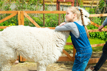 Beautiful toddler girl holding and embrace white furry lama alpaca in zoo