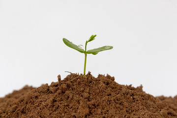 Young green plant isolated on a white background