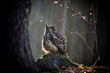 Eagle Owl is sitting on the tree stump.