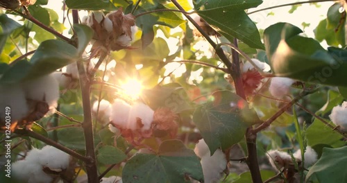 Готовое видео Dolly shot 4K, ripe, <b>top quality cotton</b> bolls on the ...
