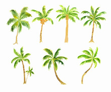 Watercolor Palm Set On White Background. Tropical Exotic Beach Tree For Decoration.
