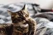 beautiful cute cat licking his paw on stylish bed with funny emo