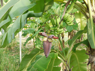 Banana with Banana Flower