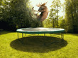 Moose on trampoline