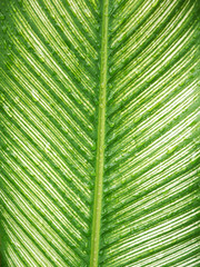 Poster - water drop on leaf