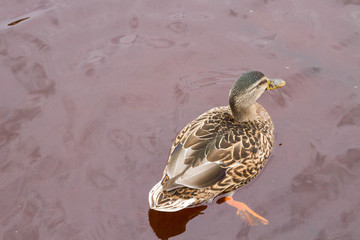 A duck swims in a pond in autumn