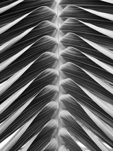 Closeup Palm Leaf Texture
