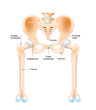 hip joint