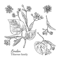 Ink linden herbal illustration. Hand drawn botanical sketch style. Absolutely vector. Good for using in packaging - tea, condinent, oil etc - and other applications