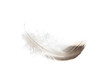 Lone feather  Symbol of softness