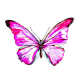 Fototapeta Motyle - butterfly,watercolor, isolated on a white