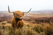 Scottish Highland Cow In Field. Highland Cattle. Scotland