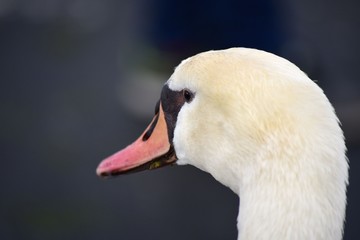 schwan kopf