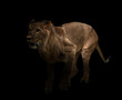 canvas print picture yong male lion in the dark