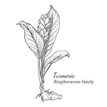 Ink Turmeric Herbal Illustration. Hand Drawn Botanical Sketch Style. Absolutely Vector. Good For Using In Packaging - Tea, Condinent, Oil Etc - And Other Applications