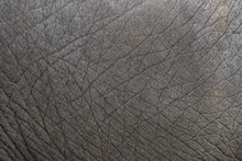 Close-up Of Elephant Skin Texture Abstract Background.