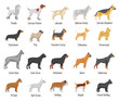 Dogs breed vector flat icons set