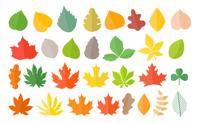 Poster - Different color autumn leaves vector collection. Leaves isolated