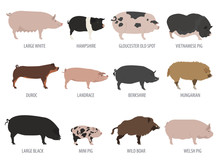 Gloucester Old Spot Sow Free Stock Photo Public Domain Pictures Gloucester Old Spot Sow Free Stock Photo Public Domain Pictures