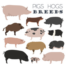 Pigs, Hogs Breed Icon Set. Flat Design