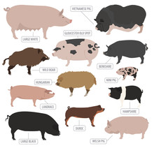 Pigs, Hogs Breed Icon Set. Flat Design