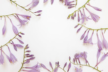 Frame With Purple Hosta Flowers Isolated On White Background.