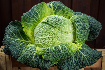 Green fresh whole Savoy cabbage close up