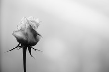 Monochrome Black And White Blur And Soft Rose Background