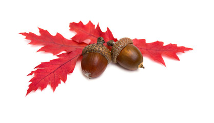 Wall Mural - beautiful autumnal oak leaves and acorn on white background with space for text. quercus rubra, call