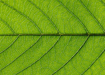 Wall Mural - close up of green leaf texture