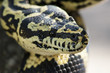© Designpics - Jungle Carpet Python (Morelia Spilota Cheynei); California, United States Of America