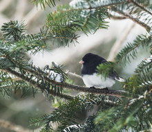 Dark-eyed Junco On A Spruce Tree; Ontario, Canada
