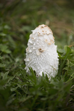 Close Up Of A Tall White Mushroom In The Grass; Lanserbach, Austria