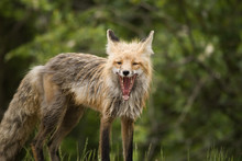 Red Fox (Vulpes Vulpes) In Prince Albert National Park; Saskatchewan, Canada