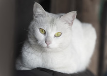 Portrait Of White Cat